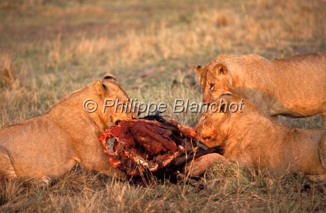 kenya 35.JPG - Lionnes dévorant un gnou au coucher du soleilPanthera leoRéserve de Masai MaraMasai Mara National ReserveKenya